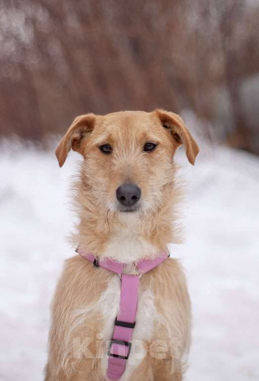 Собаки в Москве: Чувственная и нежная Камелия мечтает обрести семью Девочка, Бесплатно - фото 4