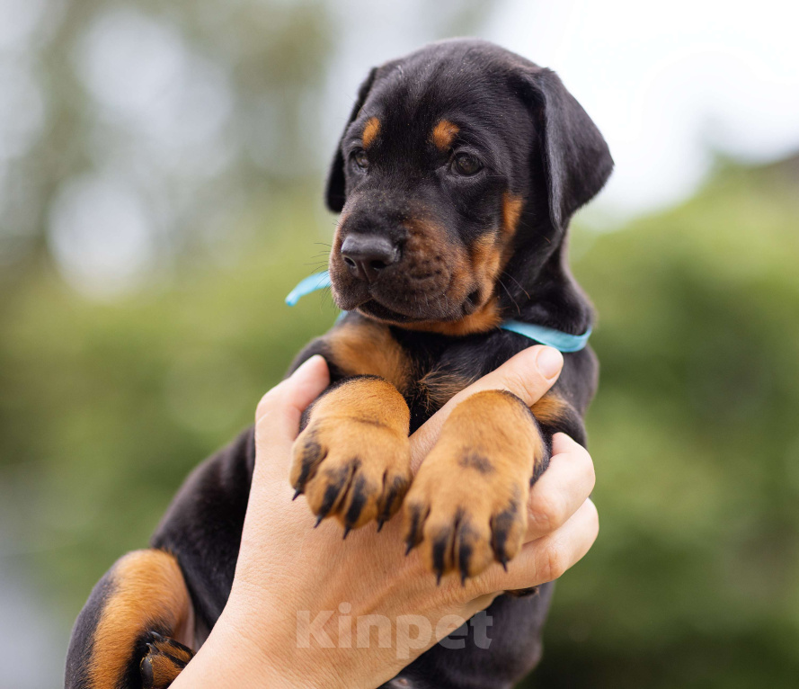 Собаки в Клине: Сука, голубая лента  Девочка, 100 000 руб. - фото 7