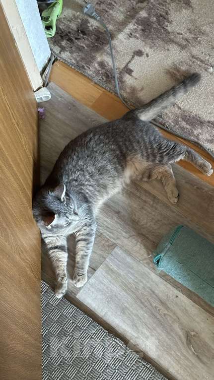 Кошки в Москве: Малыш ищет постоянный дом Мальчик, Бесплатно - фото 2