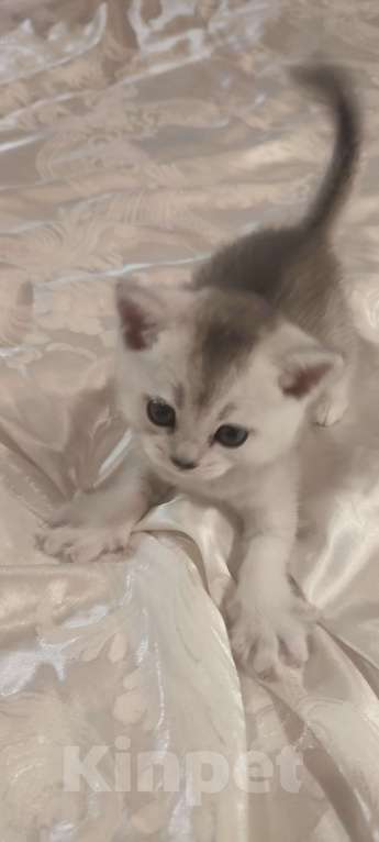 Кошки в других городах Московской области: Серебристая шиншилла скоттиш-страйт мальчик Мальчик, 15 000 руб. - фото 4
