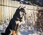 Собаки в Москве: Подрощенный щенок Сиба-ину с выставочным потенциалом Мальчик, 100 000 руб. - фото 2