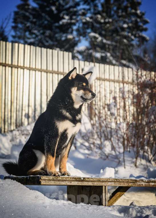 Собаки в Москве: Подрощенный щенок Сиба-ину с выставочным потенциалом Мальчик, 100 000 руб. - фото 2