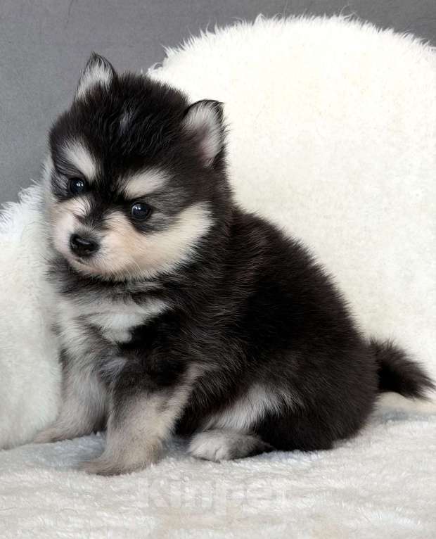 Собаки в Санкт-Петербурге: Мальчик помски Мальчик, 60 000 руб. - фото 4