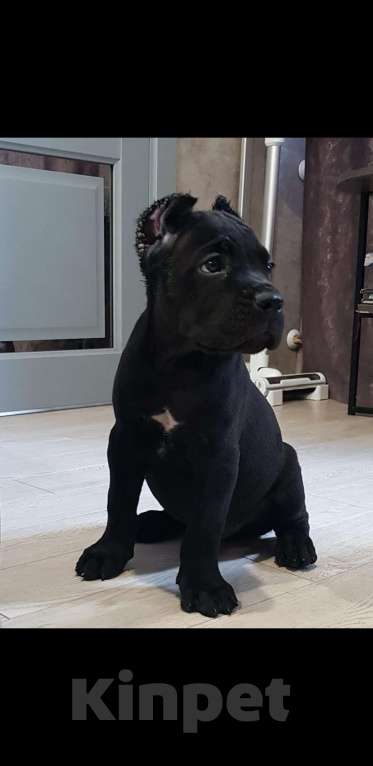 Собаки в Москве: Щенки кане корсо Девочка, 60 000 руб. - фото 8