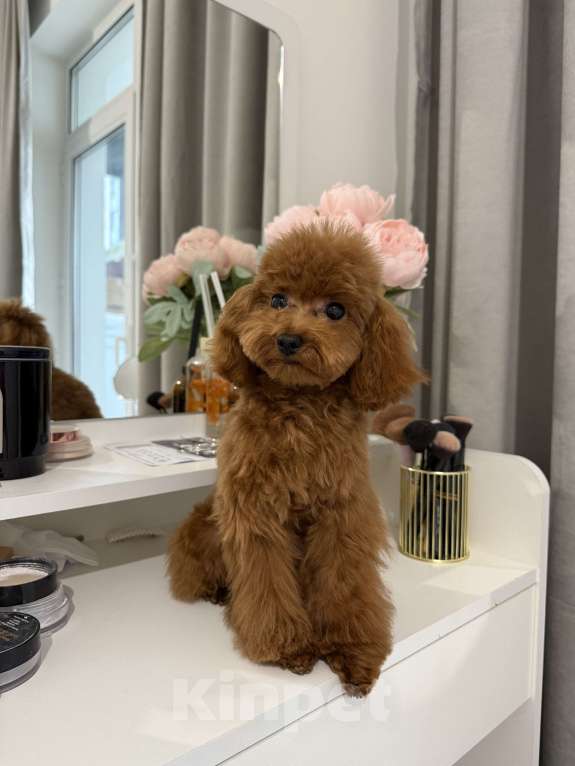 Собаки в Москве: Той пудель щенок Девочка, 100 000 руб. - фото 4