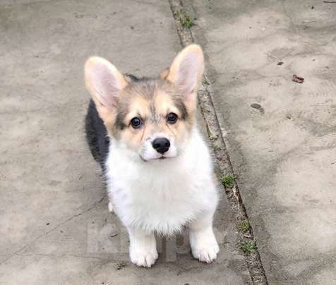 Собаки в Москве: Девочка  - 4 мес. Девочка, 50 000 руб. - фото 2