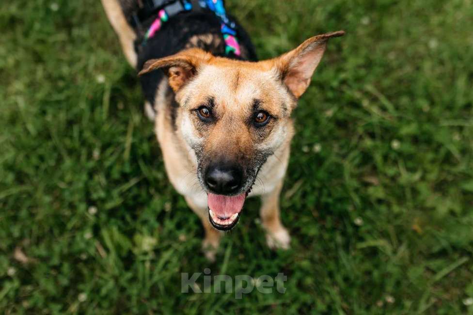 Собаки в Москве: Дёма - неограненный бриллиант, в поиске своего дома! Мальчик, Бесплатно - фото 10