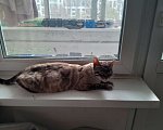 Кошки в Москве: Найдена кошка Девочка, Бесплатно - фото 2
