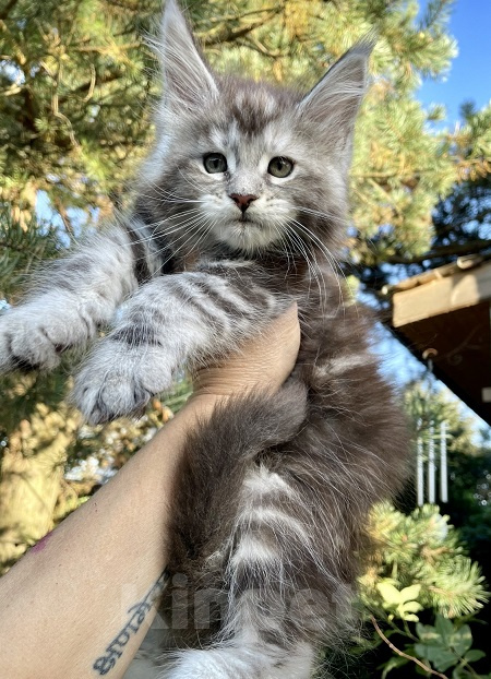 Кошки в других городах Ленинградской области: Мейн кун котята девочки Девочка, 45 000 руб. - фото 2