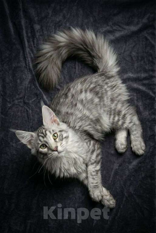 Кошки в Москве: Серебряный принц с диким взглядом! 🥈🐾 Мальчик, 40 000 руб. - фото 5