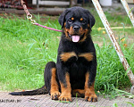 Собаки в Волгограде: Щенки Ротвейлера  Мальчик, 40 000 руб. - фото 2