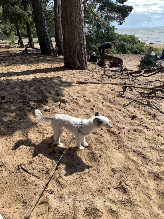 Собаки в Апатите: ПРОПАЛА СОБАКА БЕРТА / АПАТИТЫ КОЗЛОВА Девочка, 50 000 руб. - фото 3