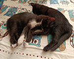 Кошки в Севастополе: Котята в добрые руки Девочка, Бесплатно - фото 2
