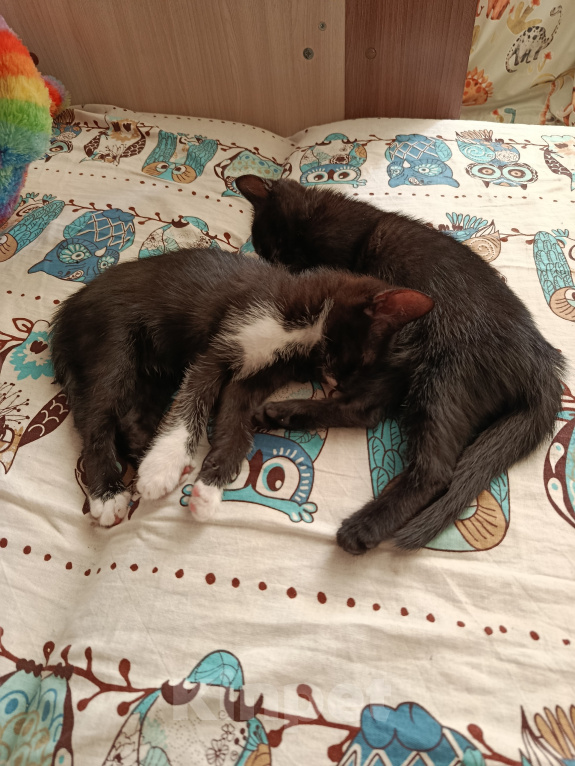 Кошки в Севастополе: Котята в добрые руки Девочка, Бесплатно - фото 2