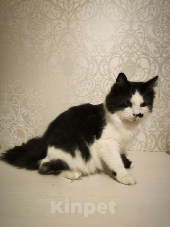 Кошки в Санкт-Петербурге: Два брата шикарнейшие добряки Мальчик, 100 руб. - фото 1