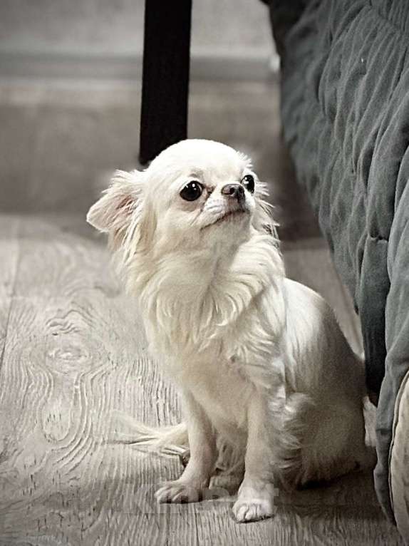 Собаки в Великом Новгороде: Мини девочка  Девочка, 35 000 руб. - фото 2