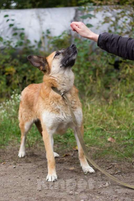 Собаки в Москве: Джерри Девочка, Бесплатно - фото 3