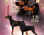 Собаки в Отрадном: Немецкий пинчер Мальчик, 60 000 руб. - фото 2
