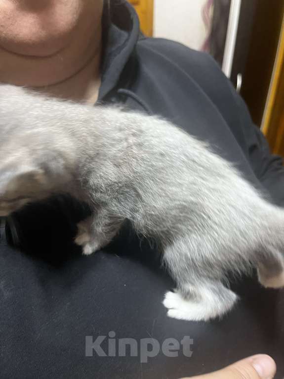 Кошки в Твери: Котята мейн-кун Девочка, 1 500 руб. - фото 2