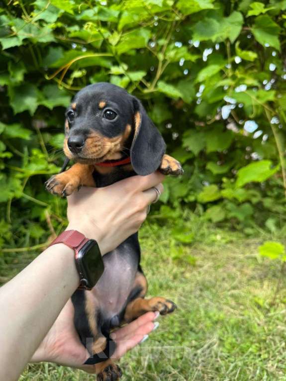 Собаки в Москве: Малышарики  Мальчик, 25 000 руб. - фото 6