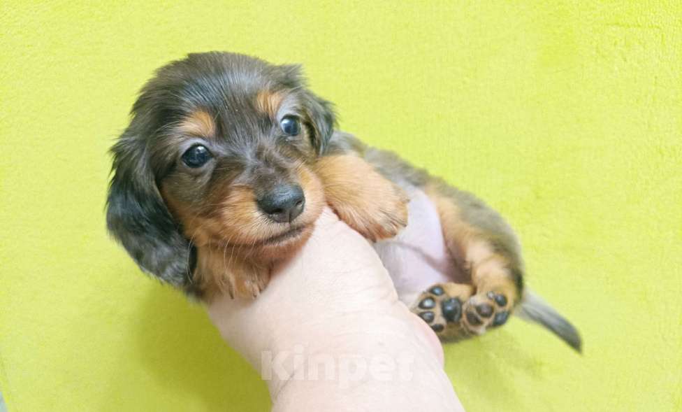 Собаки в Санкт-Петербурге: Кроличья мраморная такса длш Девочка, Бесплатно - фото 2