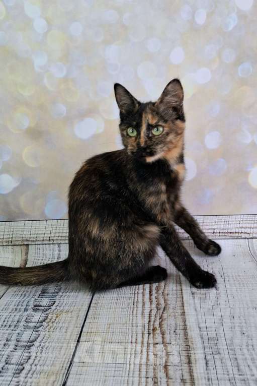 Кошки в Москве: Черепаховый котёнок в добрые руки  Девочка, Бесплатно - фото 9