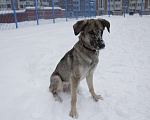 Собаки в Балашихе: Ласковая молодая собака в добрые руки. Москва и МО Девочка, Бесплатно - фото 3