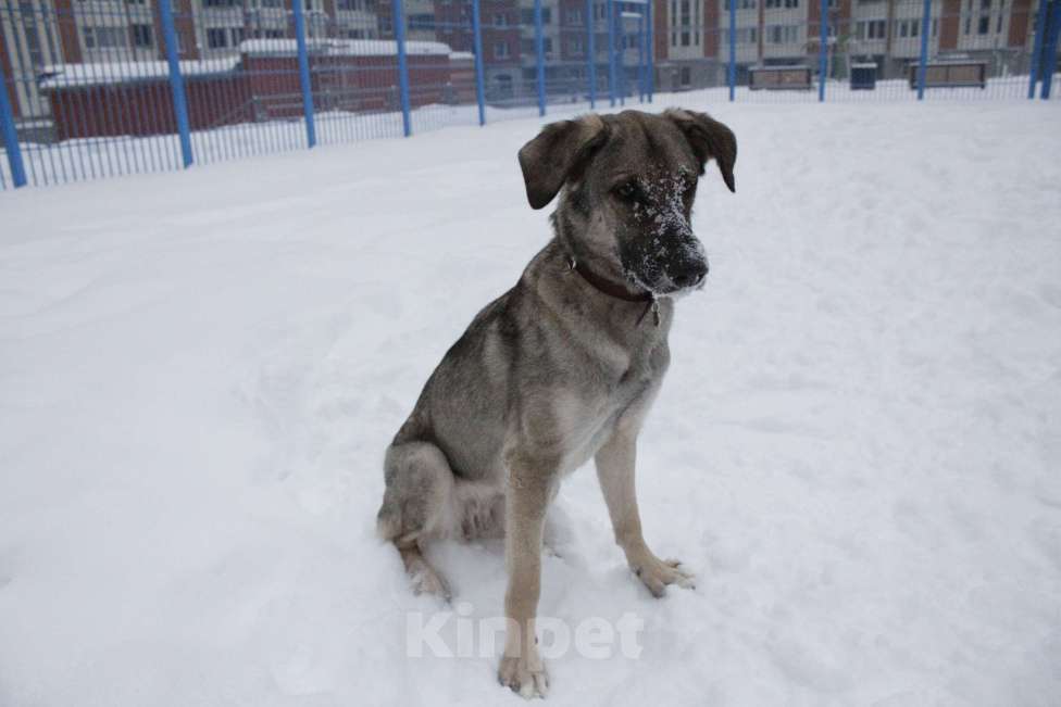 Собаки в Балашихе: Ласковая молодая собака в добрые руки. Москва и МО Девочка, Бесплатно - фото 3
