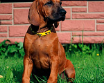 Собаки в Санкт-Петербурге: Родезийский риджбек щенок девочка. Породный питомник Девочка, 40 000 руб. - фото 2