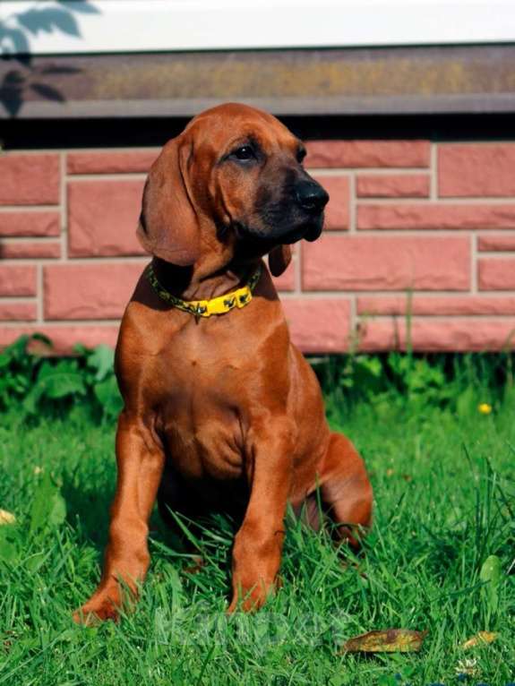 Собаки в Санкт-Петербурге: Родезийский риджбек щенок девочка. Породный питомник Девочка, 40 000 руб. - фото 2