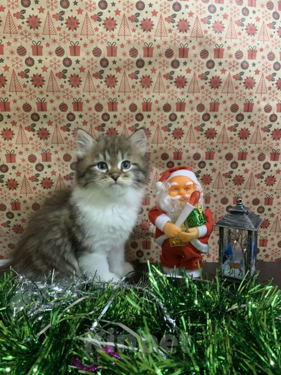 Кошки в Перми: Сибирский котенок Мальчик, 50 000 руб. - фото 1