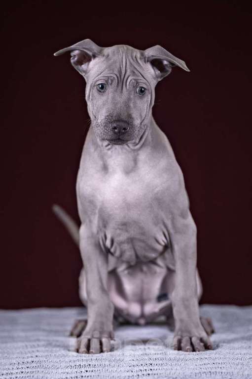 Собаки в других городах Московской области: Щенок Тайского Риджбека Девочка, 100 000 руб. - фото 7