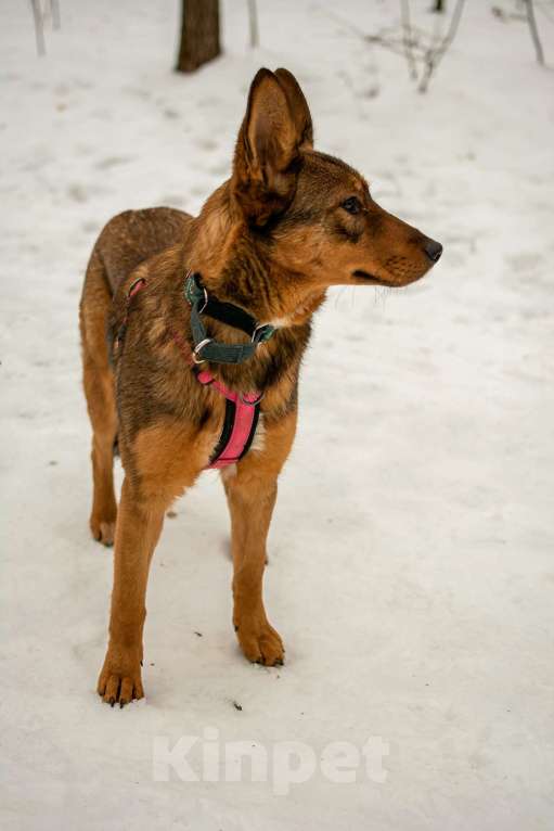 Собаки в Москве: Тыковка Девочка, Бесплатно - фото 4