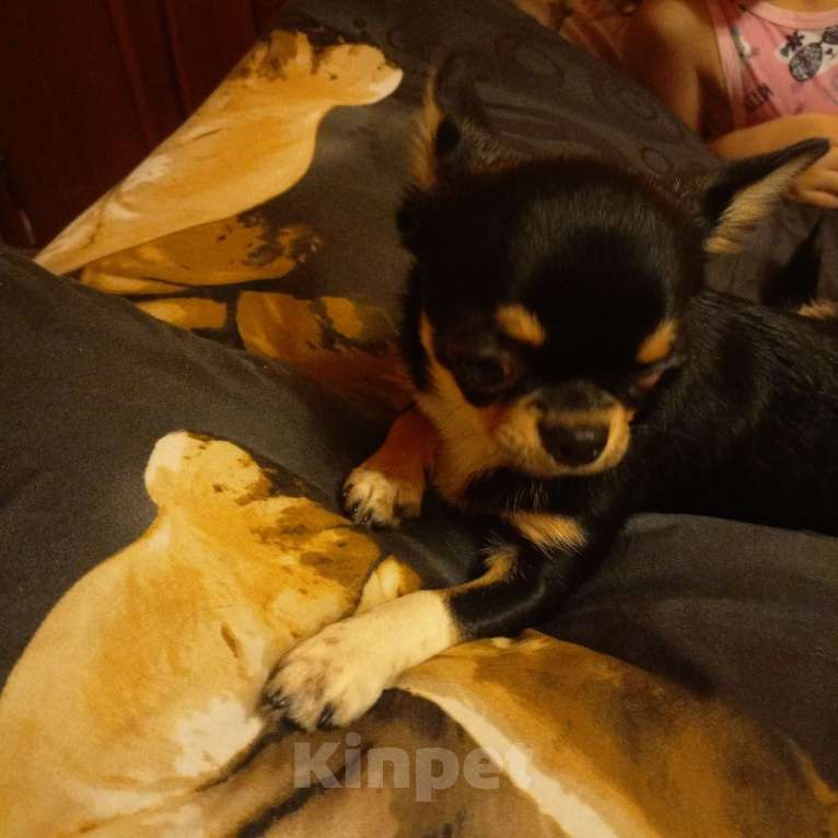 Собаки в Владимире: Щенок Мальчик, 30 000 руб. - фото 1