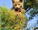 Кошки в других городах Ленинградской области: Челси лиловый котенок Девочка, 125 000 руб. - фото 8