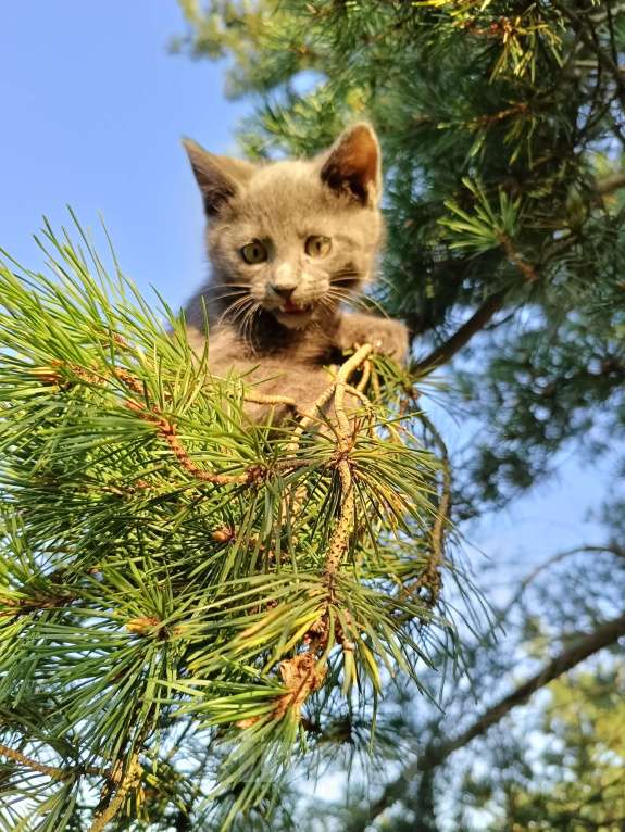 Кошки в других городах Ленинградской области: Потомок змеелова котенок Девочка, Бесплатно - фото 8