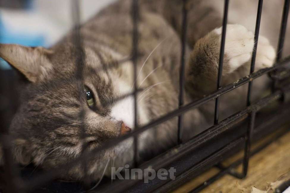 Кошки в Москве: Зося ищет дом! Девочка, Бесплатно - фото 9