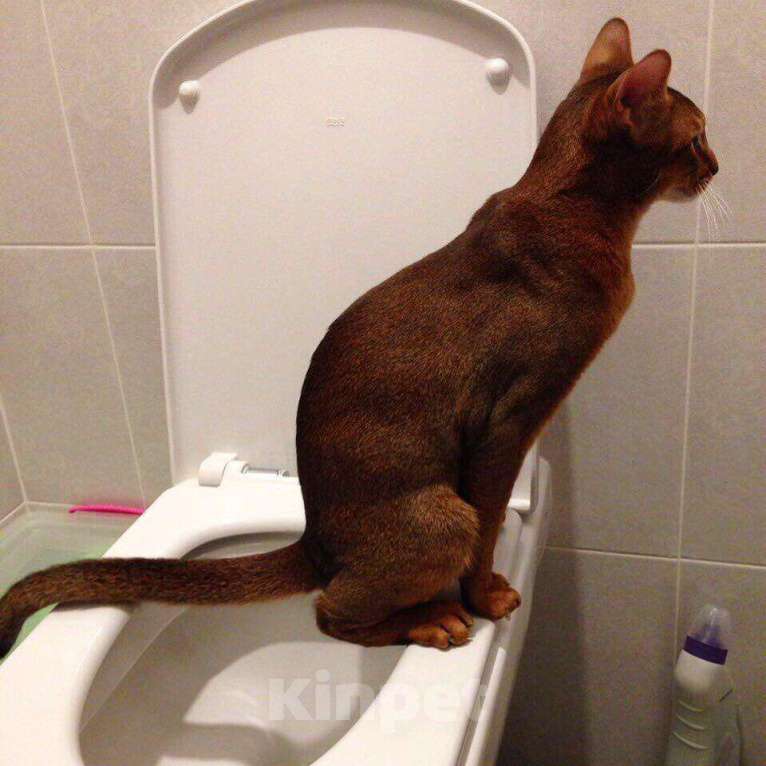 Кошки в Москве: Абиссинские котята Мальчик, 80 000 руб. - фото 3