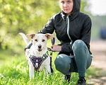 Собаки в Москве: Собака в дар Мальчик, Бесплатно - фото 6