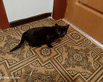 Кошки в Москве: Котенок в добрые руки Девочка, Бесплатно - фото 6