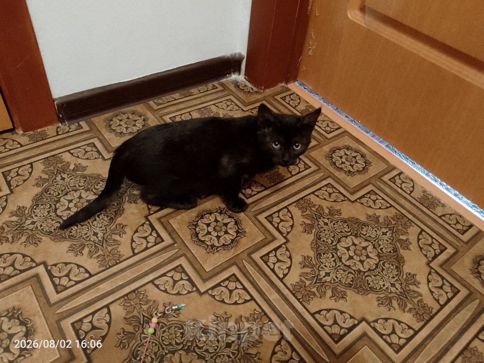 Кошки в Москве: Котенок в добрые руки Девочка, Бесплатно - фото 6