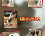 Собаки в Новосибирске: Продам Разнополые, 40 000 руб. - фото 3