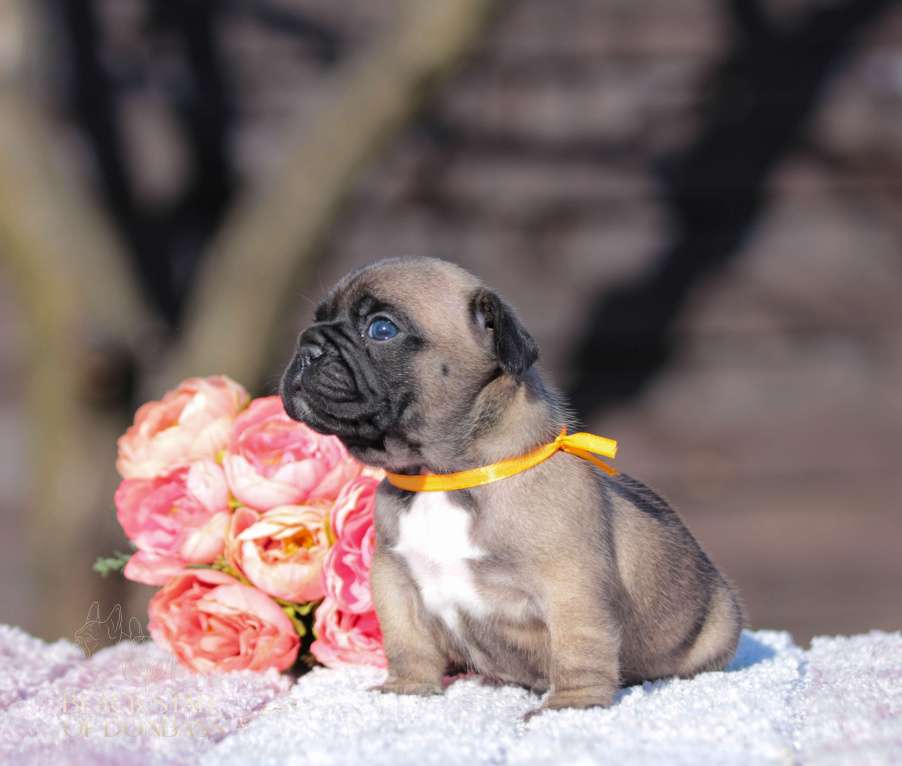 Собаки в Саратове: Щенки французского бульдога Девочка, 80 000 руб. - фото 2