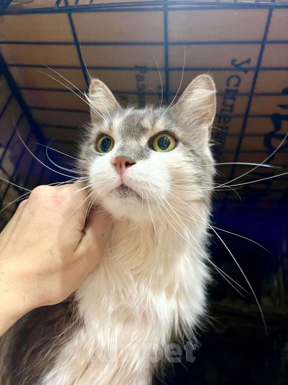 Кошки в Москве: Графиня - пушистая кошечка в добрые руки Девочка, Бесплатно - фото 4