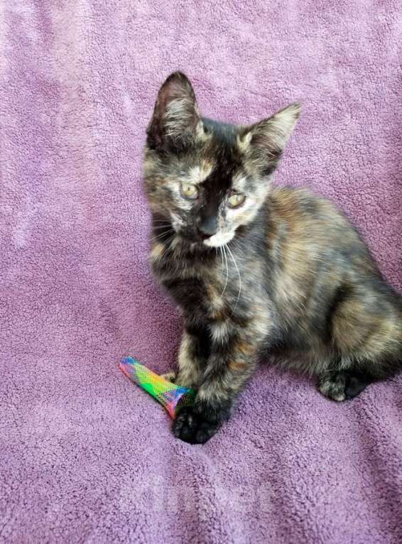 Кошки в Санкт-Петербурге: Котёнок, милая звездочка с красивым окрасом Девочка, Бесплатно - фото 6