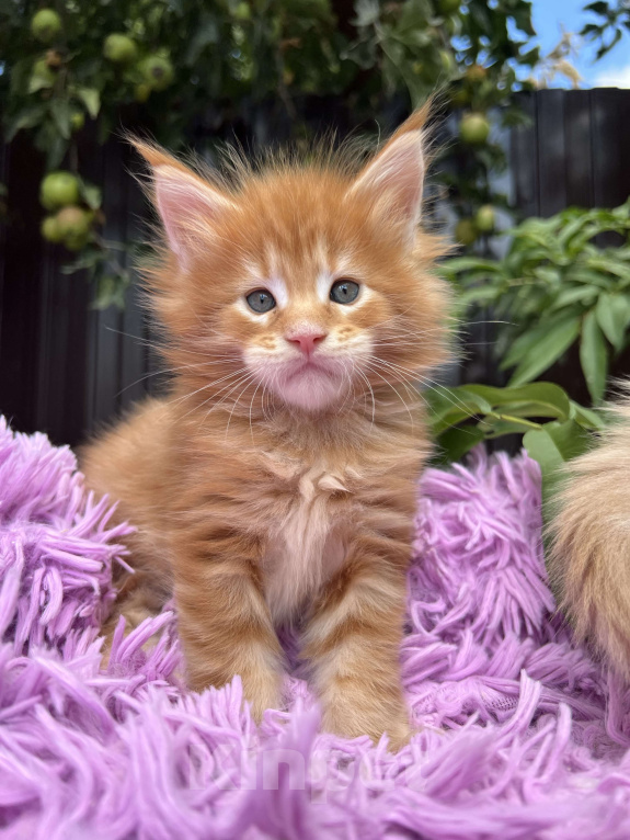 Кошки в Краснодаре: Мейн-кун Мальчик, 60 000 руб. - фото 3