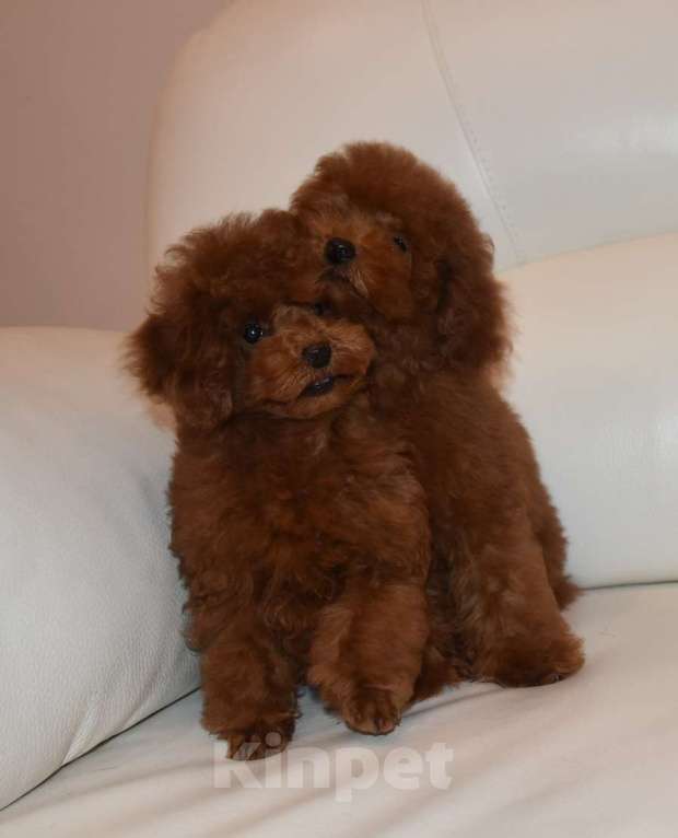 Собаки в Москве: Шикарная девочка РКФ, Влада Девочка, 150 000 руб. - фото 9