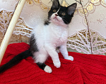 Кошки в Санкт-Петербурге: Котенок Дионис Мальчик, Бесплатно - фото 7