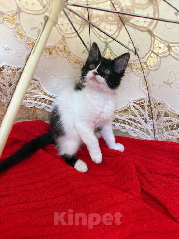 Кошки в Санкт-Петербурге: Котенок Дионис Мальчик, Бесплатно - фото 7