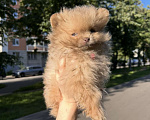 Собаки в Москве: Микро бейби фейс Девочка, 45 000 руб. - фото 1